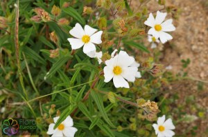 Cistus monspeliensis (1)